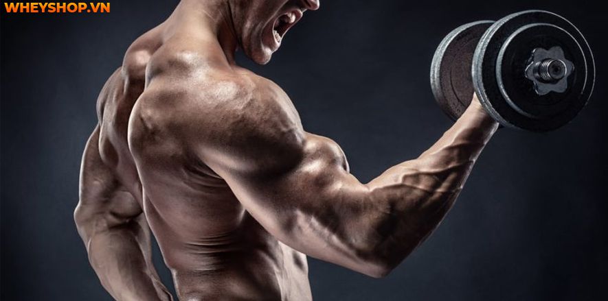 Trứng là thực phẩm hằng ngày mà chúng ta sử dụng nhưng 1 quả trứng gà bao nhiêu calo? bạn có biết không? Để tìm ra câu trả lời hãy cùng WheyShop phân tích nhé!