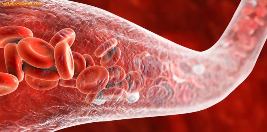 Pre Workout làm tăng sức mạnh và kéo dài thời gian chịu đựng. Cùng WheyShop tìm hiểu cụ thể hơn Pre Workout là gì và tác dụng phụ của Pre Workout....