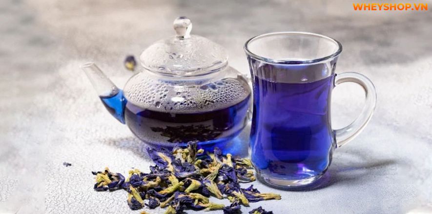 Dùng hoa đậu biếc có tác hại gì không? Cùng WheyShop tham khảo 7 tác hại của hoa đậu biếc - Đọc sớm không hối hận