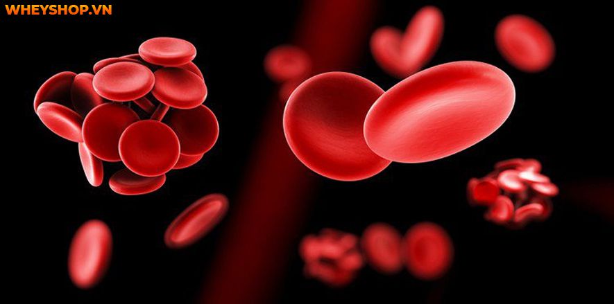 Dùng hoa đậu biếc có tác hại gì không? Cùng WheyShop tham khảo 7 tác hại của hoa đậu biếc - Đọc sớm không hối hận