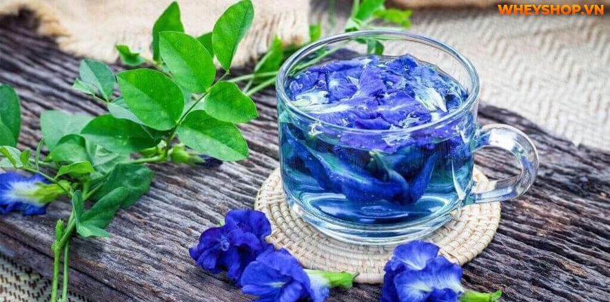 Dùng hoa đậu biếc có tác hại gì không? Cùng WheyShop tham khảo 7 tác hại của hoa đậu biếc - Đọc sớm không hối hận