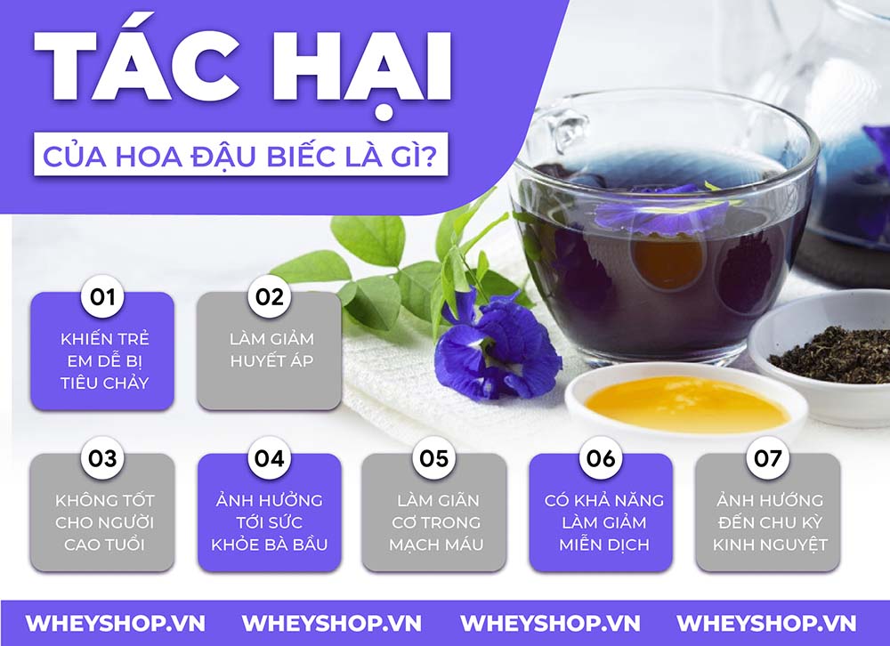 Dùng hoa đậu biếc có tác hại gì không? Cùng WheyShop tham khảo 7 tác hại của hoa đậu biếc - Đọc sớm không hối hận