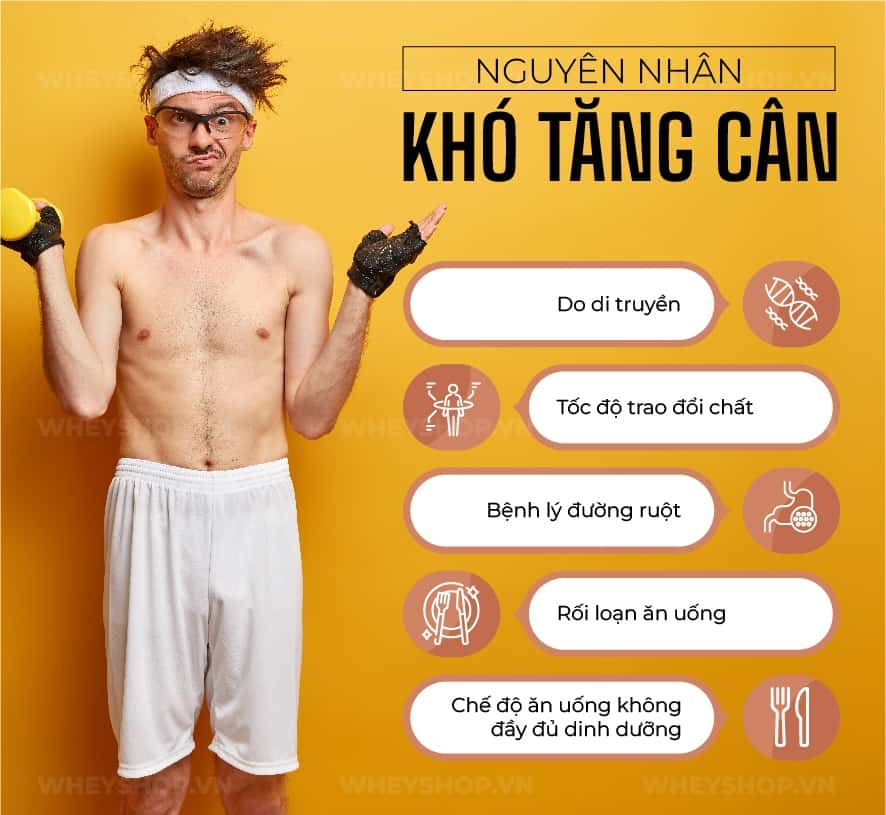 Ăn rất nhiều thực phẩm tươi ngon, giàu chất dinh dưỡng, nhưng không bao giờ tăng cân được. Hãy cùng WheyShop tìm hiểu tại sao ăn nhiều vẫn gầy....