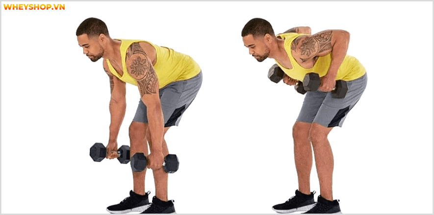 Cơ lưng xô, một nhóm cơ vô cùng quan trọng đối với gymer, Cùng Dinh Dưỡng thể hình tìm hiểu ngay các bài tập cơ lưng xô tại nhà với tạ đơn ngay nhé...