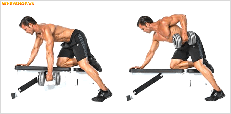 Cơ lưng xô, một nhóm cơ vô cùng quan trọng đối với gymer, Cùng Dinh Dưỡng thể hình tìm hiểu ngay các bài tập cơ lưng xô tại nhà với tạ đơn ngay nhé...