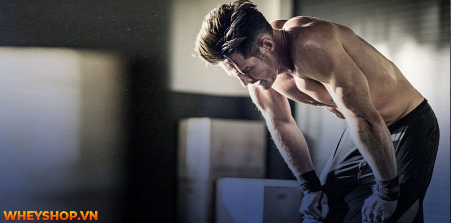 Nếu bạn đang băn khoăn trong việc ăn chay tập gym có được không thì hãy cùng WheyShop giải đáp thắc mắc qua bài viết ngay nhé...
