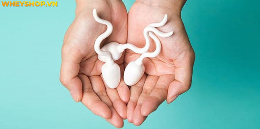 Nếu bạn đang băn khoăn tập thể hình có bị yếu sinh lý không thì hãy cùng WheyShop tìm hiểu giải đáp chi tiết bài viết ngay sau đây...