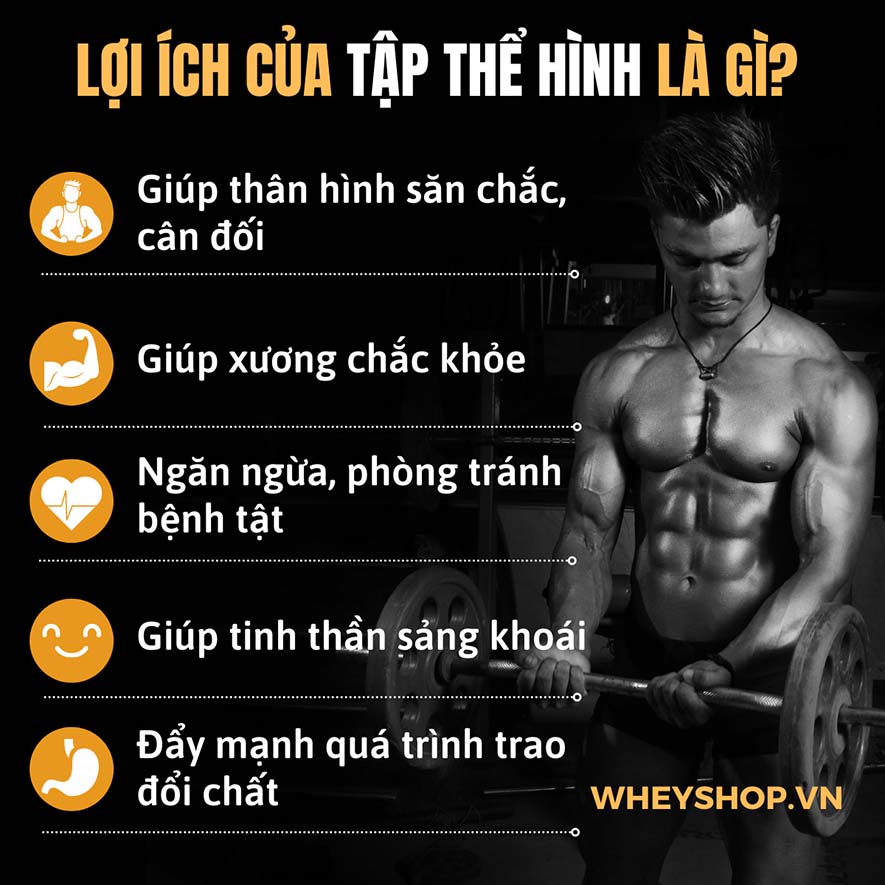 Tập thể hình là gì? Tập thể hình là môn thể thao kích thích sự phát triển cơ bắp nhờ các bài tập nặng như tạ đơn, tạ đòn, máy tập Gym chuyên dụng...
