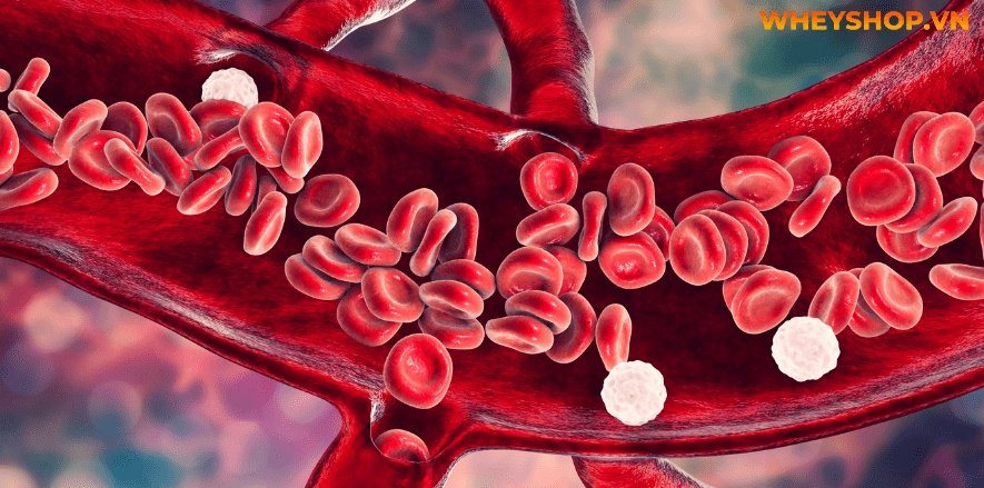 Nếu bạn đang băn khoăn không biết thịt bò kỵ gì thì hãy cùng WheyShop tham khảo ngay 10 loại thực phẩm không nên nấu với thịt bò qua bài...