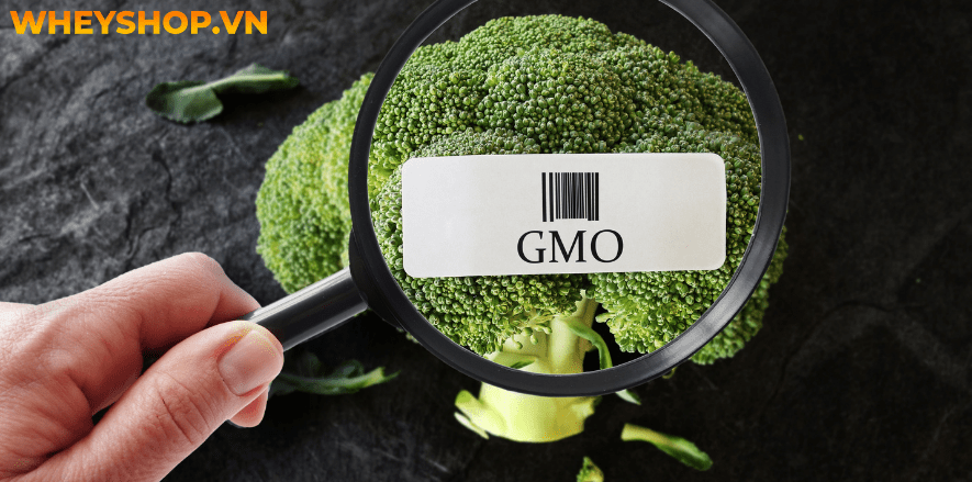 Thực phẩm biến đổi Gen có tốt cho sức khỏe không? Có nên sử dụng thực phẩm biến đổi gen? Hãy cùng WheyShop tìm hiểu chi tiết qua bài viết...