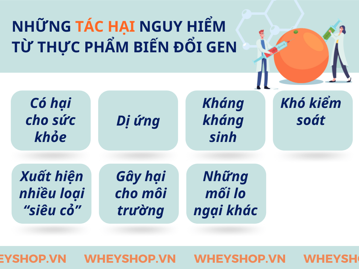 Thực phẩm biến đổi Gen có tốt cho sức khỏe không? Có nên sử dụng thực phẩm biến đổi gen? Hãy cùng WheyShop tìm hiểu chi tiết qua bài viết...