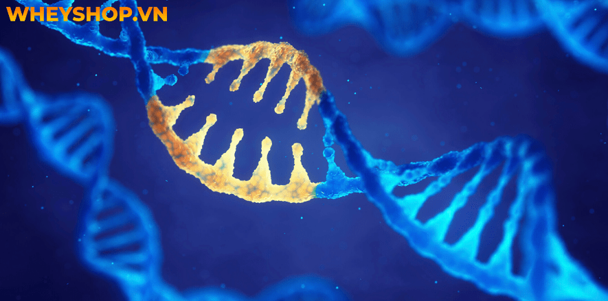 Thực phẩm biến đổi Gen có tốt cho sức khỏe không? Có nên sử dụng thực phẩm biến đổi gen? Hãy cùng WheyShop tìm hiểu chi tiết qua bài viết...