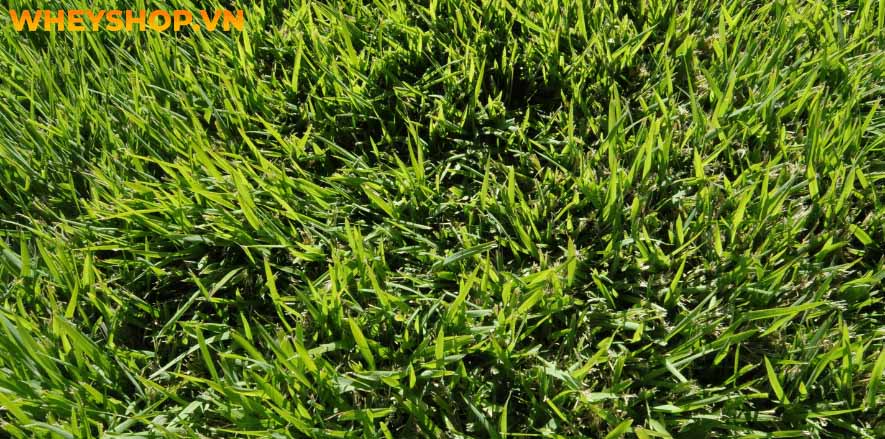 Thực phẩm biến đổi Gen có tốt cho sức khỏe không? Có nên sử dụng thực phẩm biến đổi gen? Hãy cùng WheyShop tìm hiểu chi tiết qua bài viết...