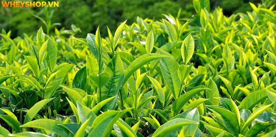 Nếu bạn đang băn khoăn trong việc tìm hiểu thực phẩm bổ sung giảm mỡ có tốt không thì hãy cùng WheyShop tham khảo chi tiết bài viết...