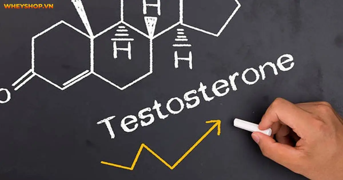 tim-hieu-testosterone-la-gi-va-chuc-nang-cua-no-4