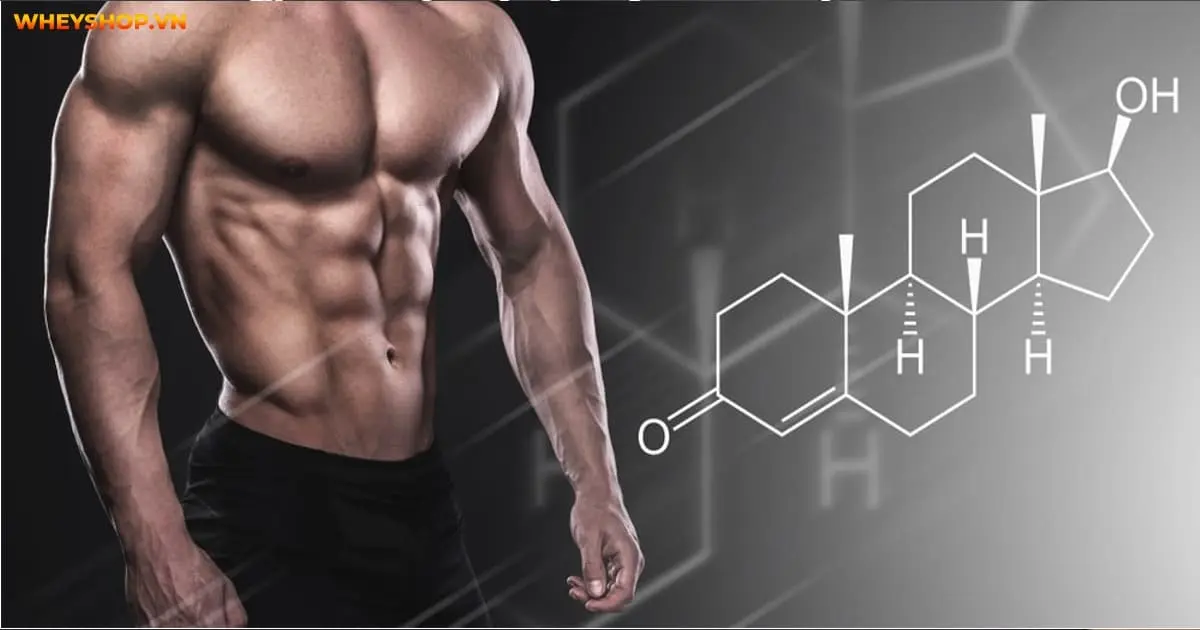 tim-hieu-testosterone-la-gi-va-chuc-nang-cua-no-4