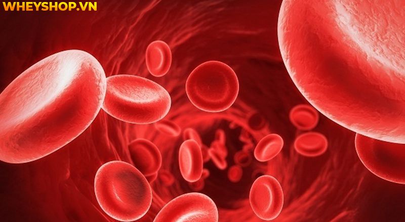 Đi bộ được coi là hình thức tập thể dục đơn giản nhưng mang lại nhiều lợi ích, nhưng bạn có biết tốc độ đi bộ trung bình của một người nên là bao nhiêu thì...