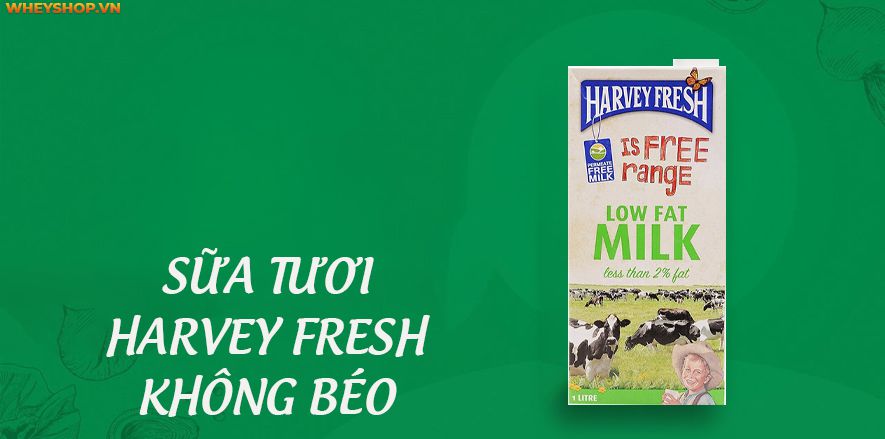 Sữa tươi tách béo là một trong những sản phẩm có nhiều chất dinh dưỡng cần thiết có lợi cho sức khỏe con người. Nếu bạn đang băn khoăn về đối tượng này, bài...