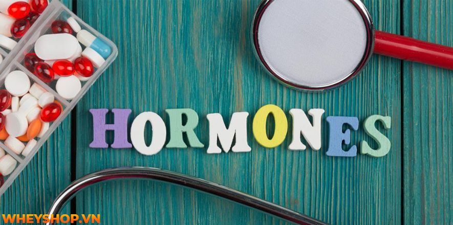 Nếu các mẹ bỉm sữa đang tìm cách giảm mỡ bụng sau sinh thì hãy cùng WheyShop tham khảo 15 cách giảm mỡ bụng sau sinh hiệu quả qua bài viết