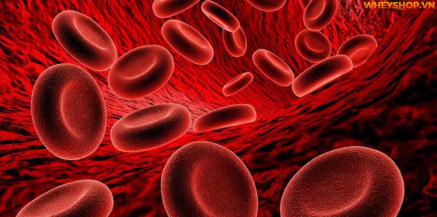 Giúp hình thành tế bào máu và thần kinh