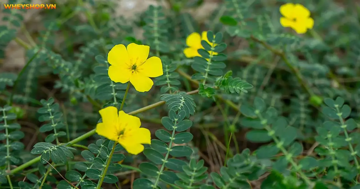tribulus-la-gi-3