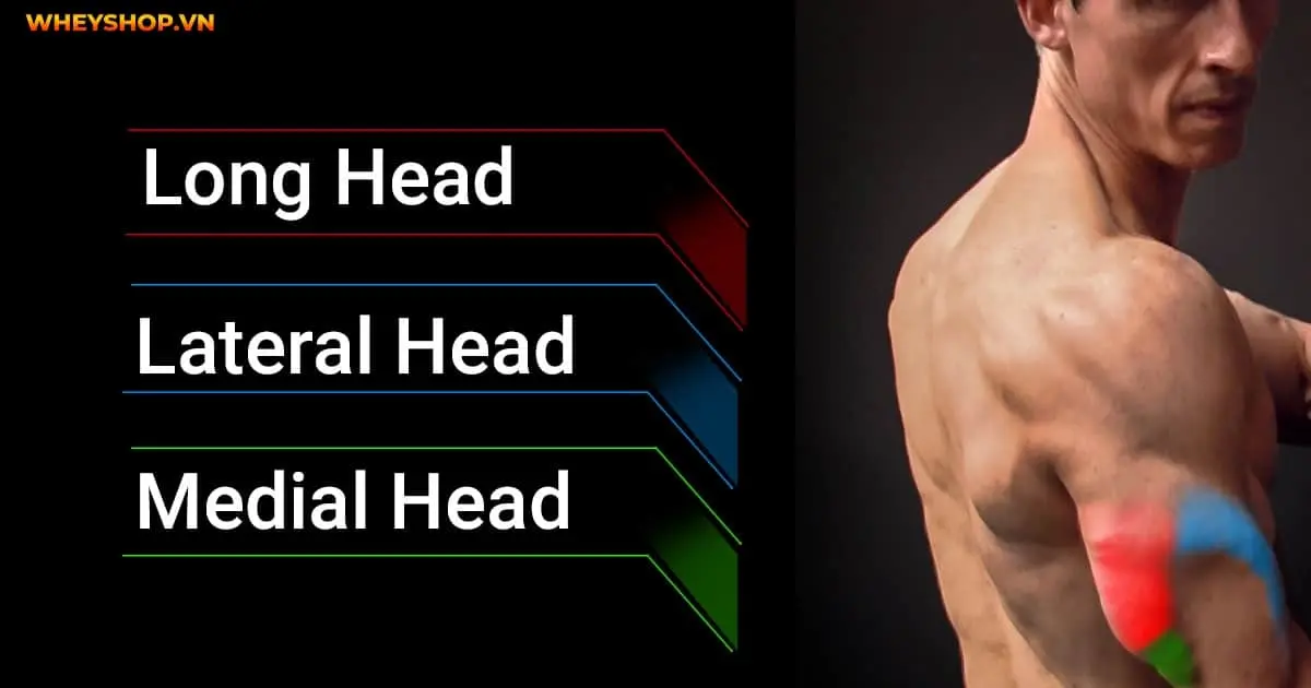 triceps-la-gi-goi-y-10-bai-tap-triceps-don-gian-1