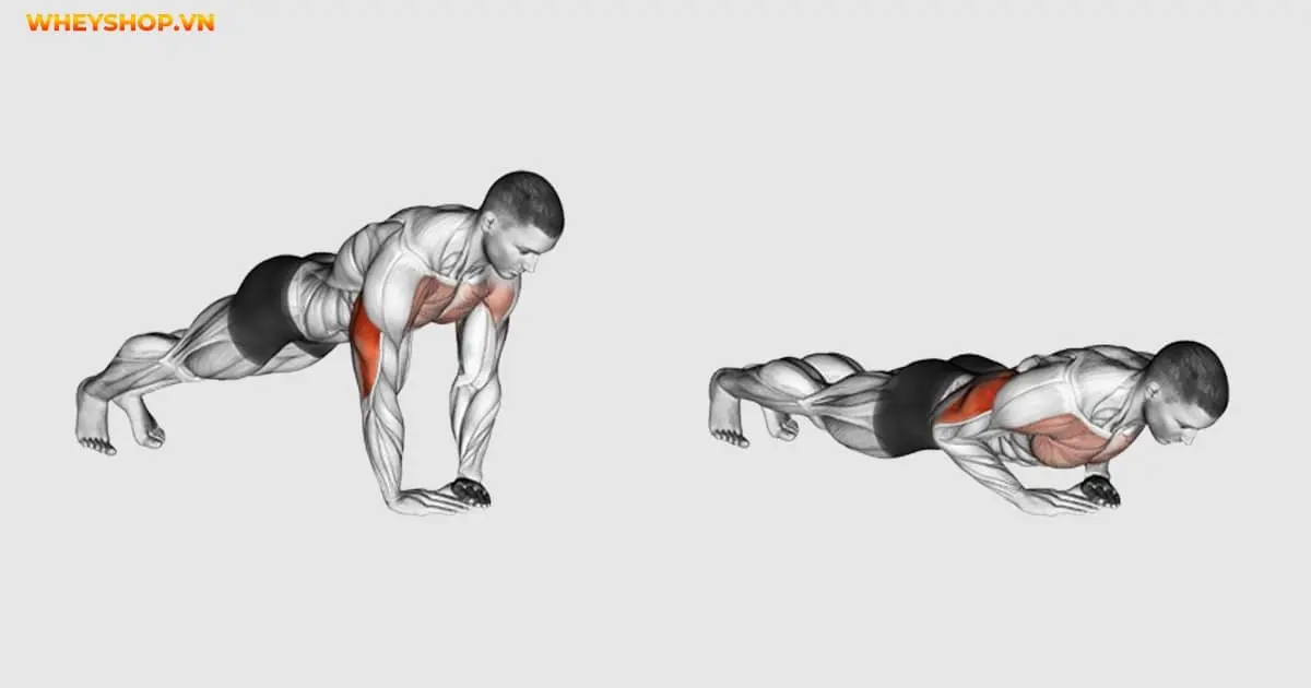 triceps-la-gi-goi-y-10-bai-tap-triceps-don-gian-1