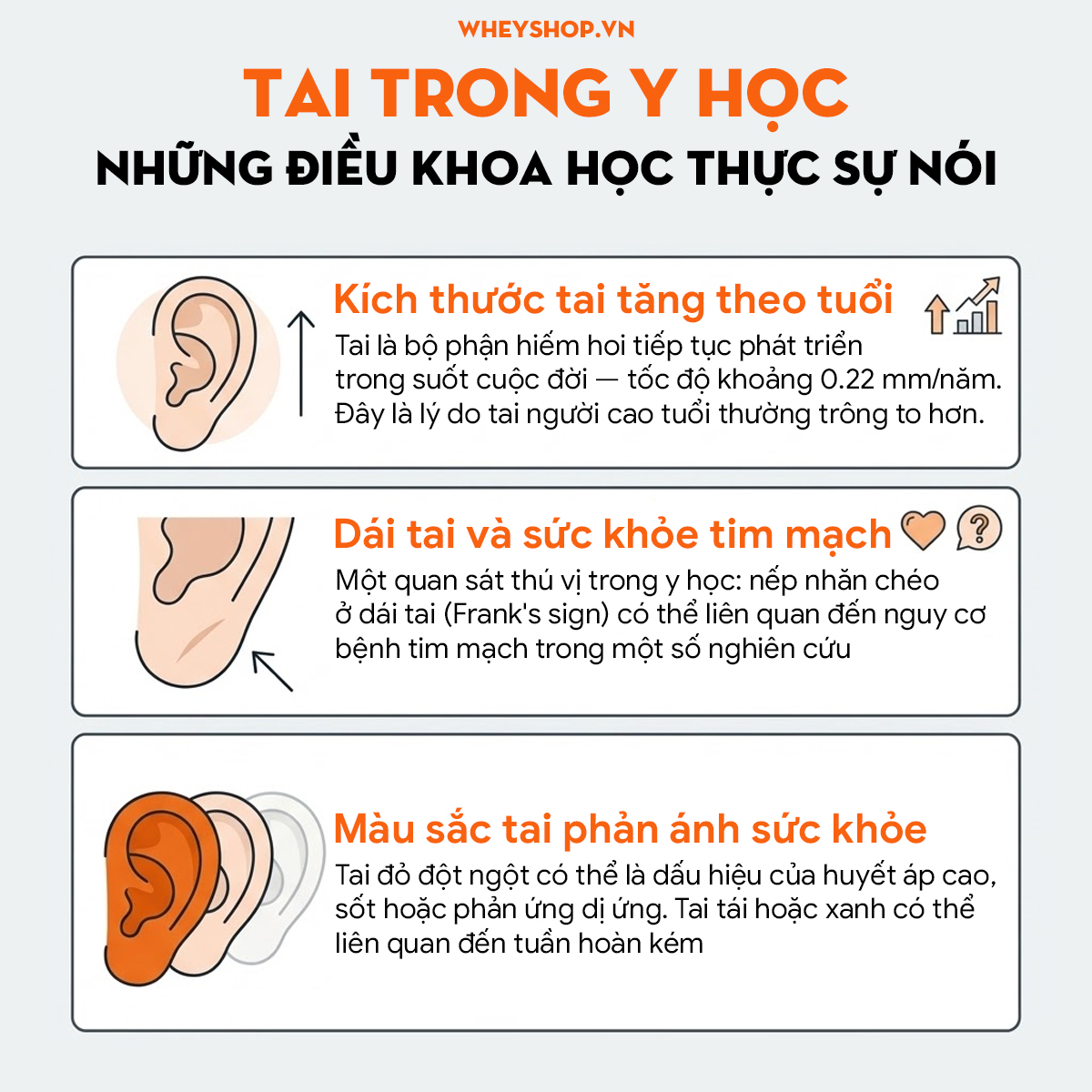 Tướng tai đẹp là gì? 20 tướng tai & ý nghĩa vận mệnh