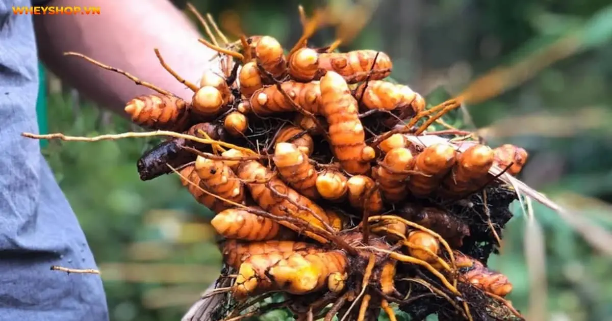 turmeric-la-gi-liet-ke-10-loi-ich-cua-turmeric-5