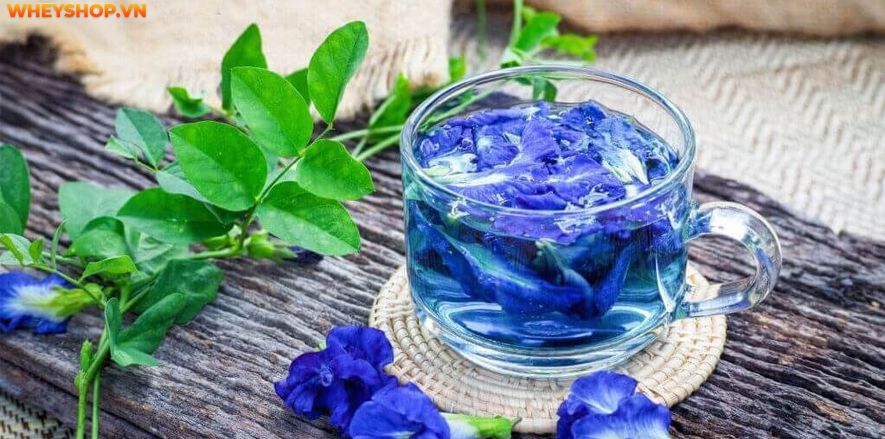 Hoa đậu biếc được rất nhiều người sử dụng để làm đồ uống, tuy nhiên, khi sử dụng, chúng ta cần tìm hiểu rõ uống hoa đậu biếc nhiều có tốt không ? Bài viết...Hoa đậu biếc được rất nhiều người sử dụng để làm đồ uống, tuy nhiên, khi sử dụng, chúng ta cần tìm hiểu rõ uống hoa đậu biếc nhiều có tốt không ? Bài viết...