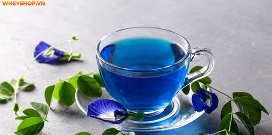 Hoa đậu biếc được rất nhiều người sử dụng để làm đồ uống, tuy nhiên, khi sử dụng, chúng ta cần tìm hiểu rõ uống hoa đậu biếc nhiều có tốt không ? Bài viết...Hoa đậu biếc được rất nhiều người sử dụng để làm đồ uống, tuy nhiên, khi sử dụng, chúng ta cần tìm hiểu rõ uống hoa đậu biếc nhiều có tốt không ? Bài viết...