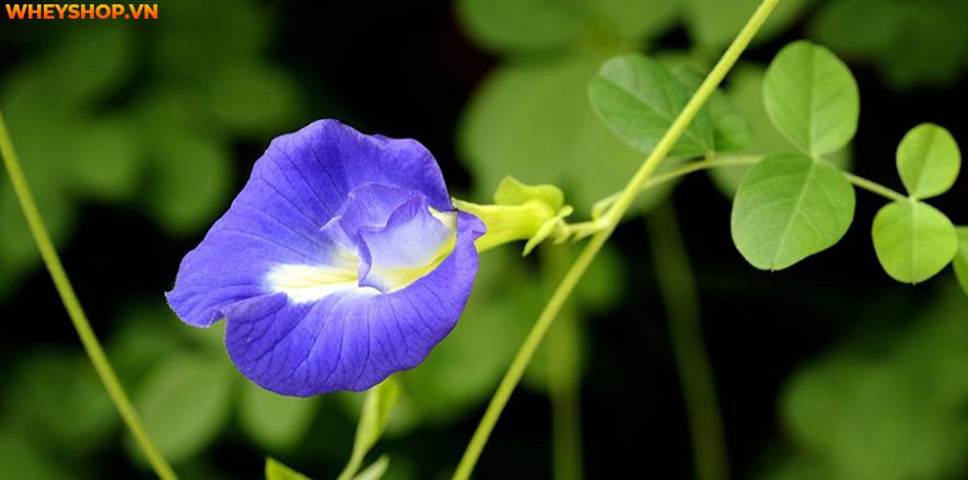 Hoa đậu biếc được rất nhiều người sử dụng để làm đồ uống, tuy nhiên, khi sử dụng, chúng ta cần tìm hiểu rõ uống hoa đậu biếc nhiều có tốt không ? Bài viết...