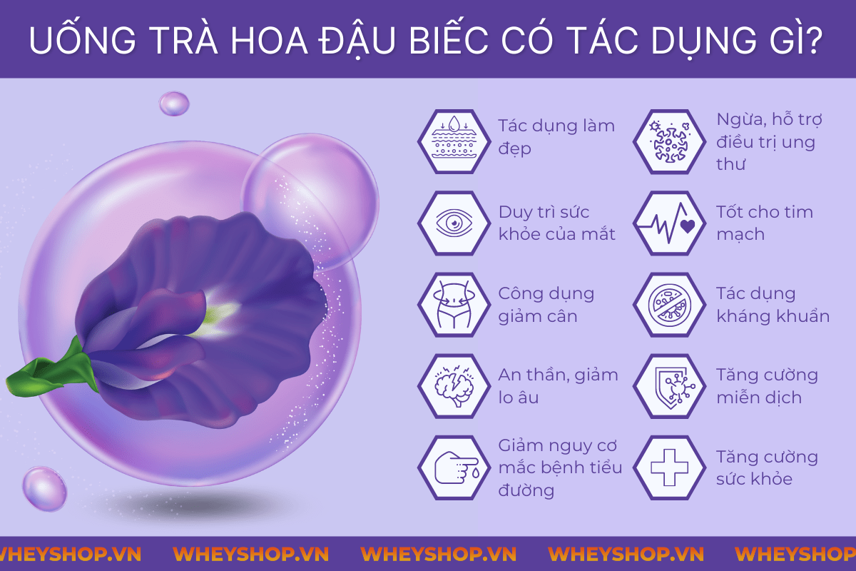 Hoa đậu biếc được rất nhiều người sử dụng để làm đồ uống, tuy nhiên, khi sử dụng, chúng ta cần tìm hiểu rõ uống hoa đậu biếc nhiều có tốt không ? Bài viết...Hoa đậu biếc được rất nhiều người sử dụng để làm đồ uống, tuy nhiên, khi sử dụng, chúng ta cần tìm hiểu rõ uống hoa đậu biếc nhiều có tốt không ? Bài viết...