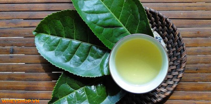 Nếu bạn đang băn khoăn uống nước lá vối có tác dụng giảm cân không thì hãy cùng WheyShop tham khảo chi tiết bài viết sau đây để giải đáp...