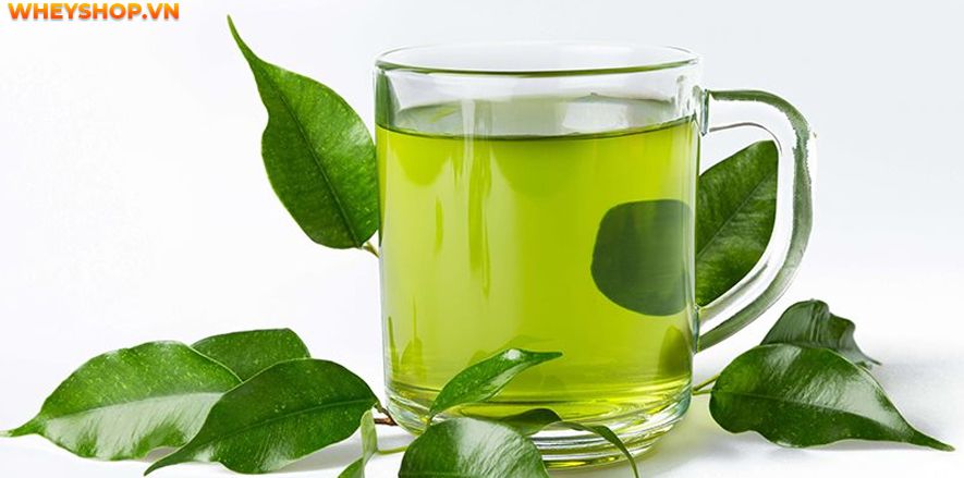 Nếu bạn đang băn khoăn uống nước lá vối có tác dụng giảm cân không thì hãy cùng WheyShop tham khảo chi tiết bài viết sau đây để giải đáp...