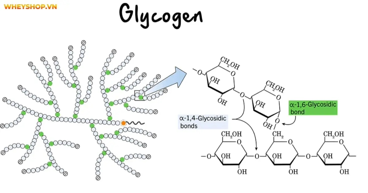 vai-tro-cua-glycogen-voi-nguoi-tap-gym-4