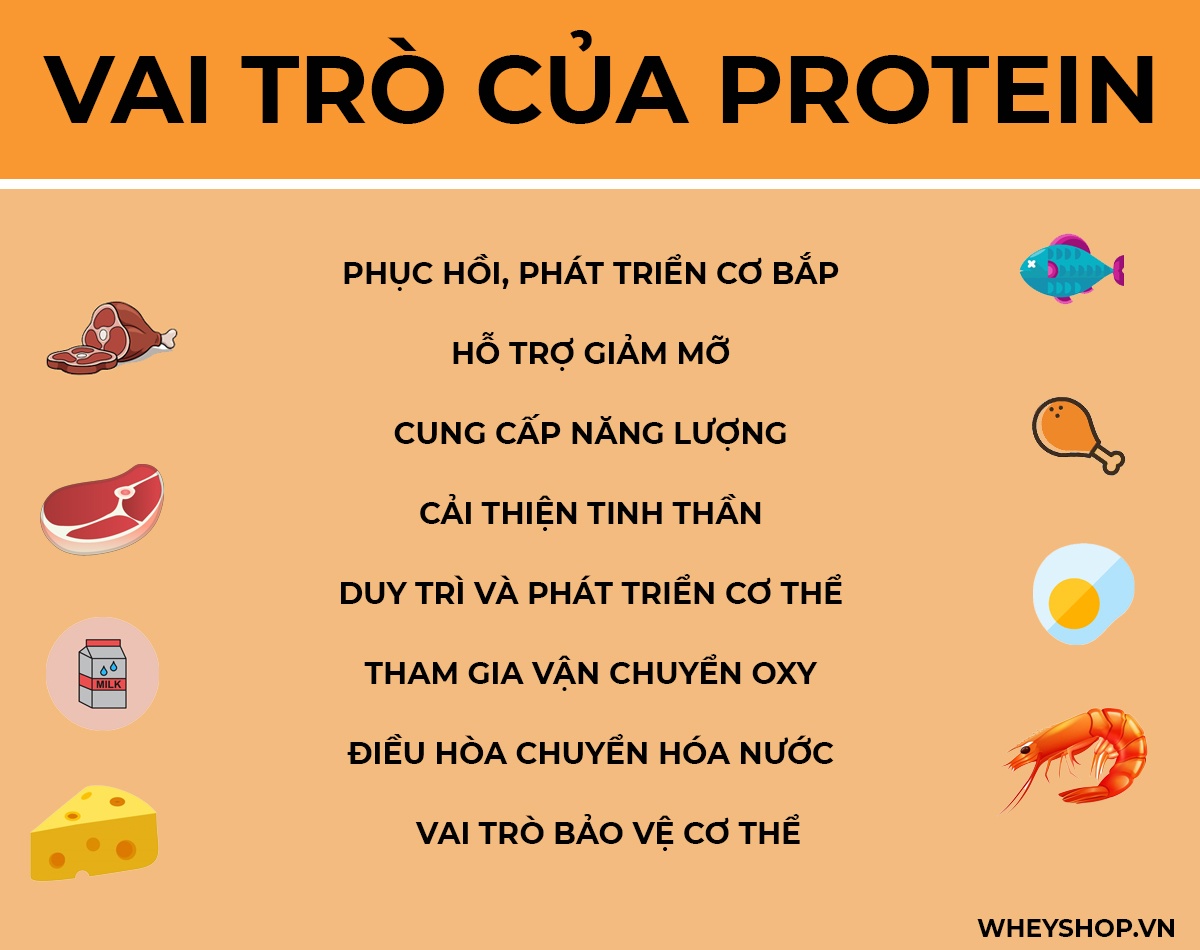 Vai trò của protein đối với cơ thể người và trong dinh dưỡng như thế nào, chúng ta cùng Wheyshop tìm hiểu về vai trò protein qua bài viết sau đây...