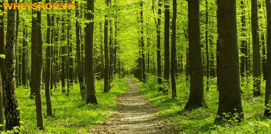 Vấn đề ô nhiễm môi trường trên thế giới ngày nay, bao gồm: đốt nhiên liệu từ các phương tiện có động cơ (ví dụ: ô tô và xe hạng nặng) tạo ra nhiệt và điện...