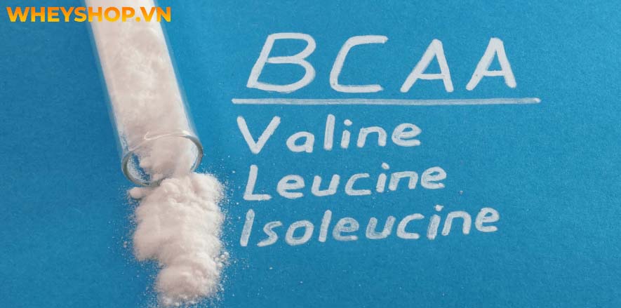 BCAA giá bao nhiêu? BCAA là một trong những thực phẩm bổ sung tốt nhất cho những người tập thể hình. Hãy cùng WheyShop tìm hiểu qua bài viết...