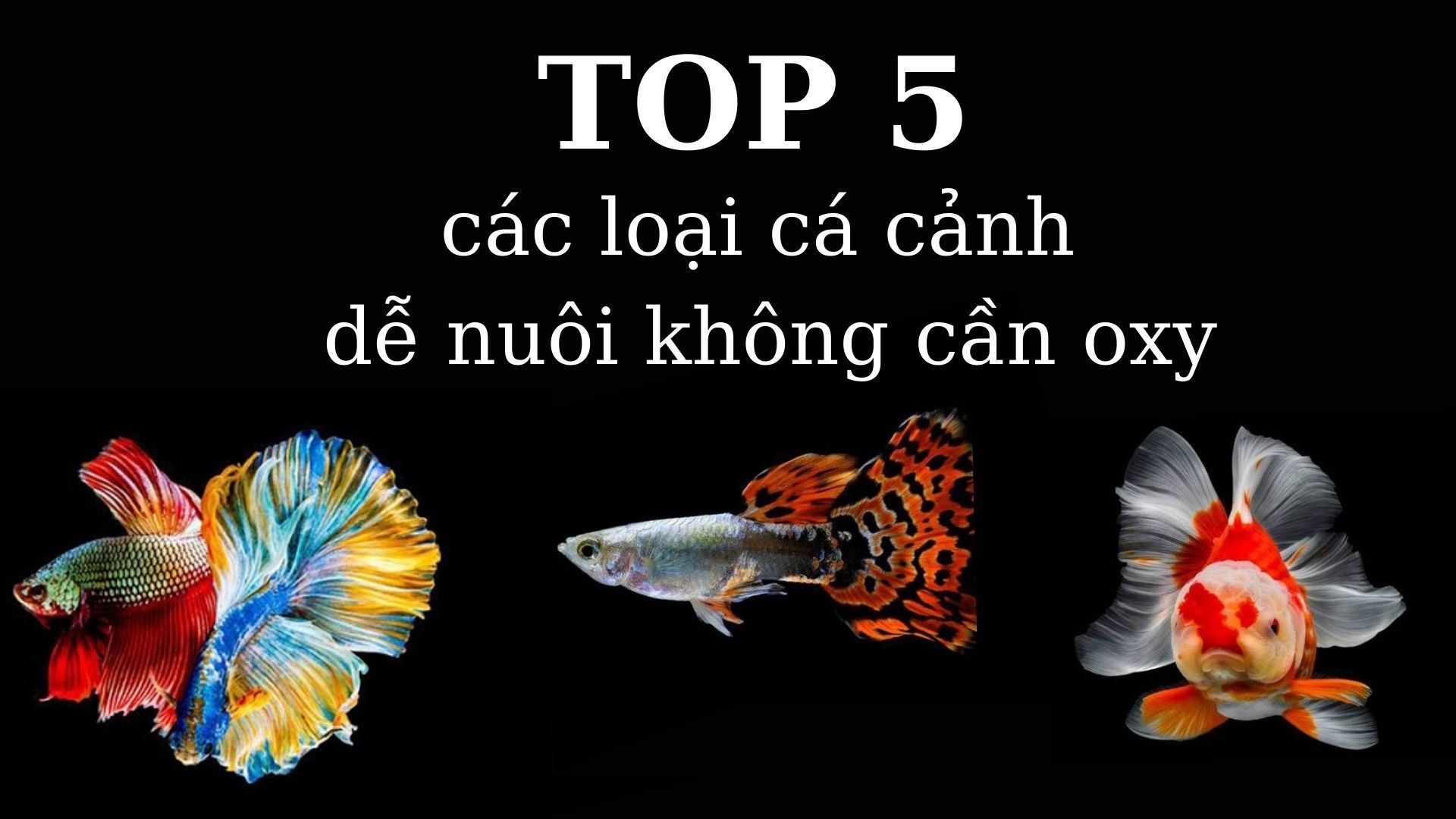 TOP 5 các loại cá cảnh không cần oxy mà ai cũng có thể nuôi được