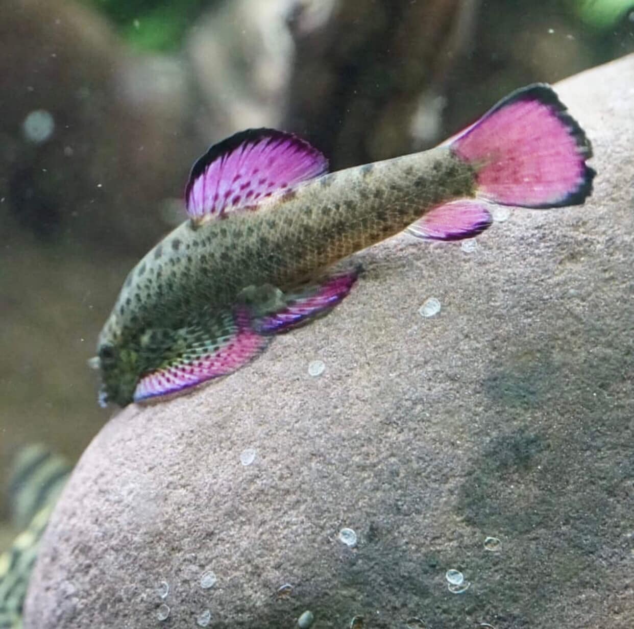 Purple Fin Loach - Cá Tỳ Bà Vây Tím