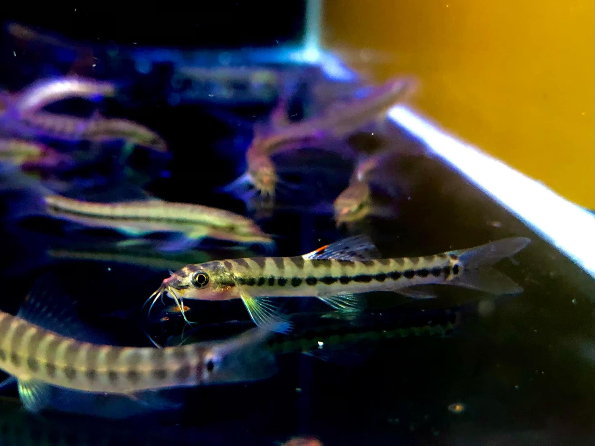 Arrow Loach