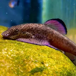 Purple Fin Loach - Cá Tỳ Bà Vây Tím