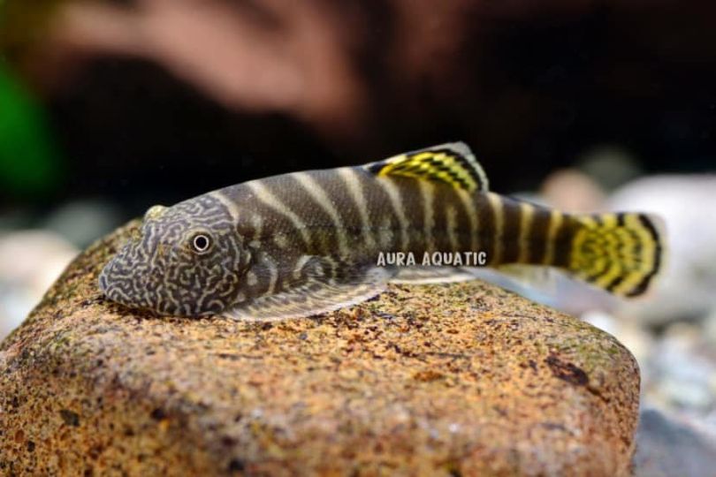 Yellow Fin Loach - Tỳ Bà Vây Vàng