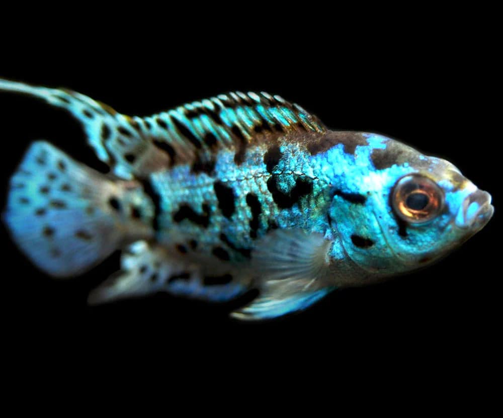 Electric Blue Jack Demsey