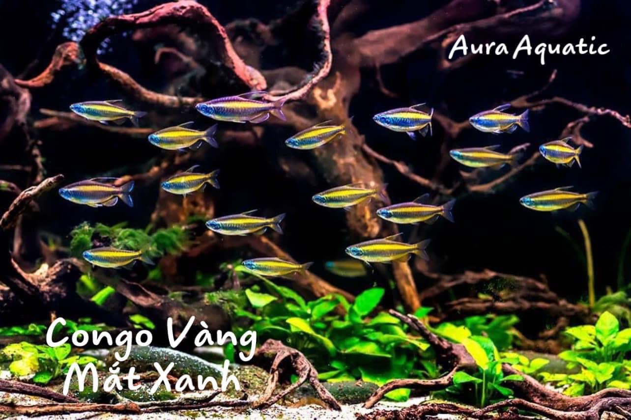Blue Eyed Congo Tetra - Cá Congo Vàng Mắt Xanh