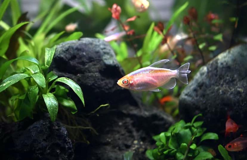Congo Albino Tetra