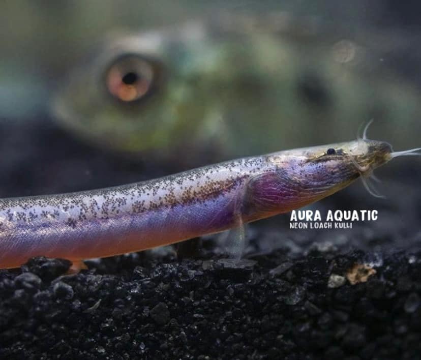 Kuhli Neon Loach
