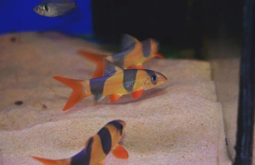 Clown Loach - Cá Chuột Mỹ