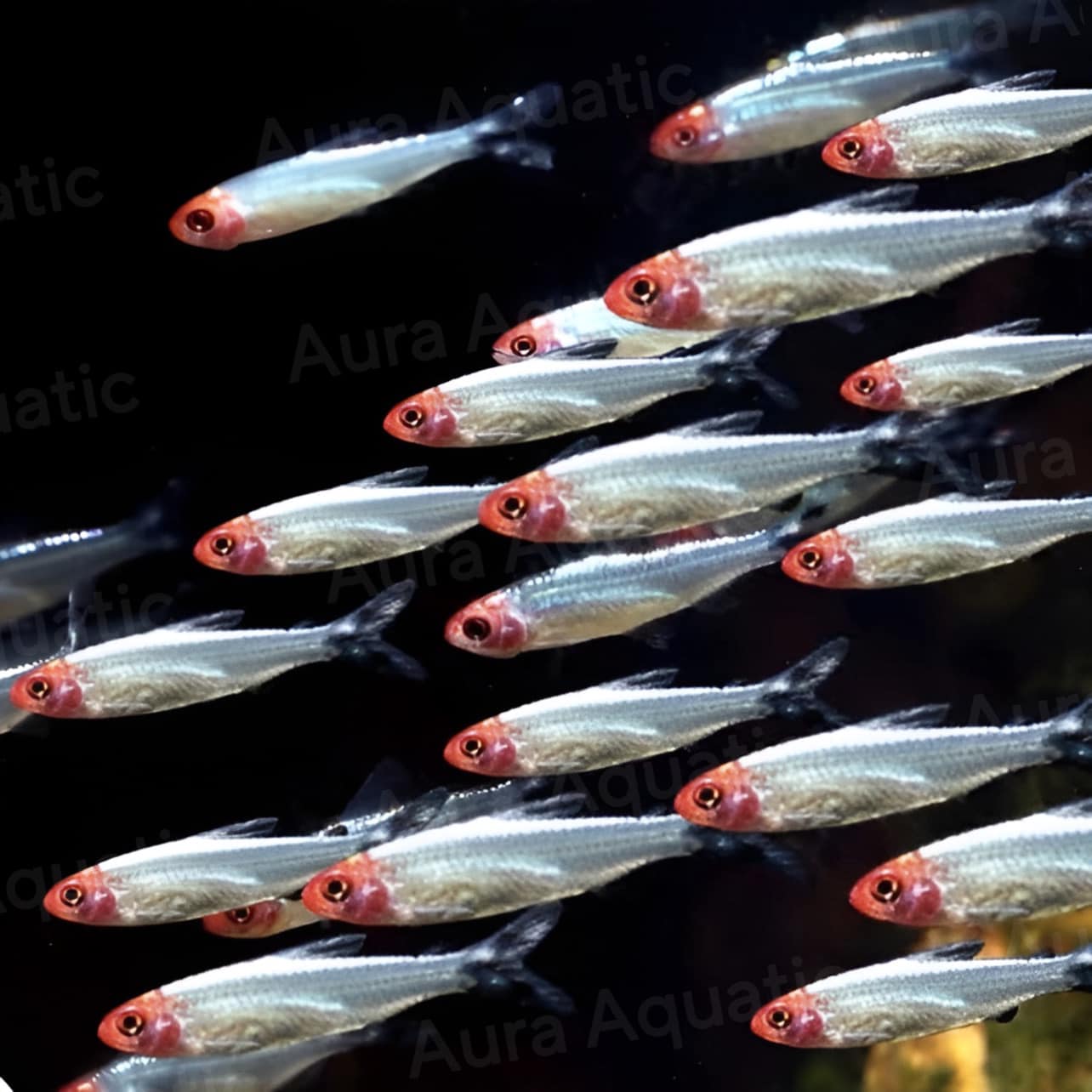 Platinum Rummynose Tetra - Cá Sóc Platinum